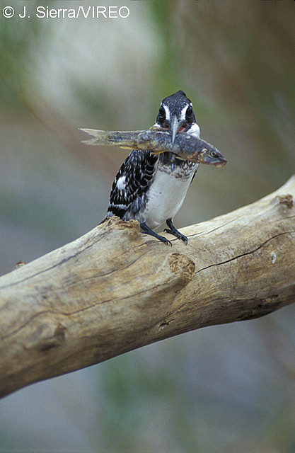 Pied Kingfisher s68-1-100.jpg